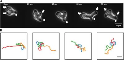 Random walk and cell morphology dynamics in Naegleria gruberi
